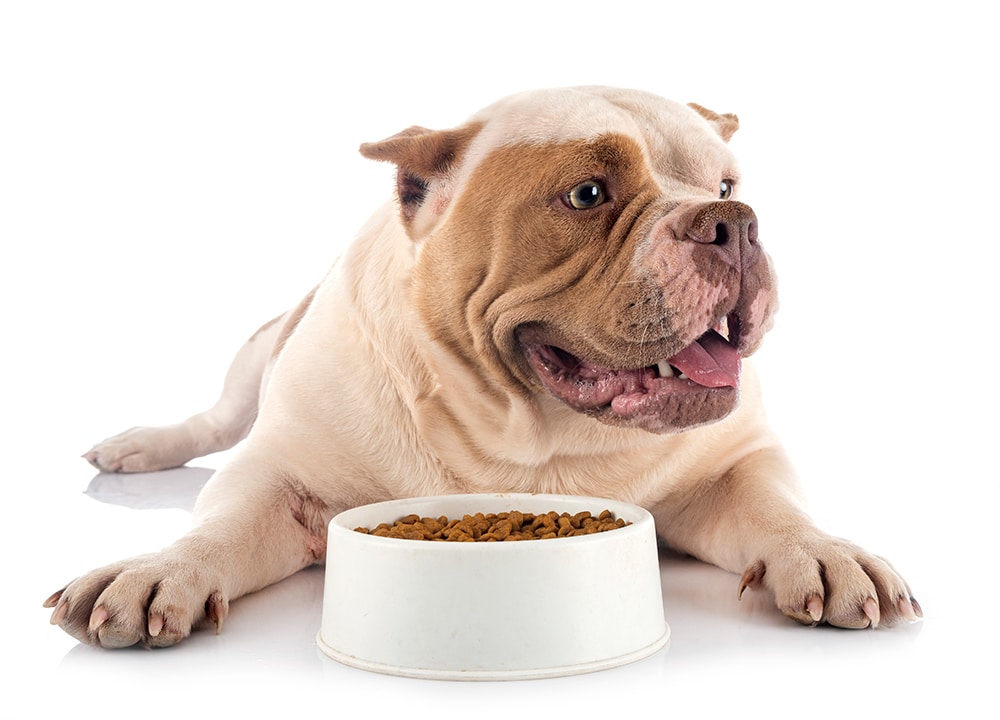 Kaip išsirinkti tinkamą šunų maistą?