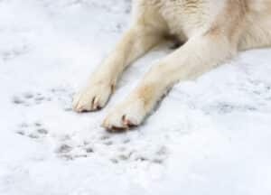 Šunų letenų priežiūra šaltuoju metų sezonu
