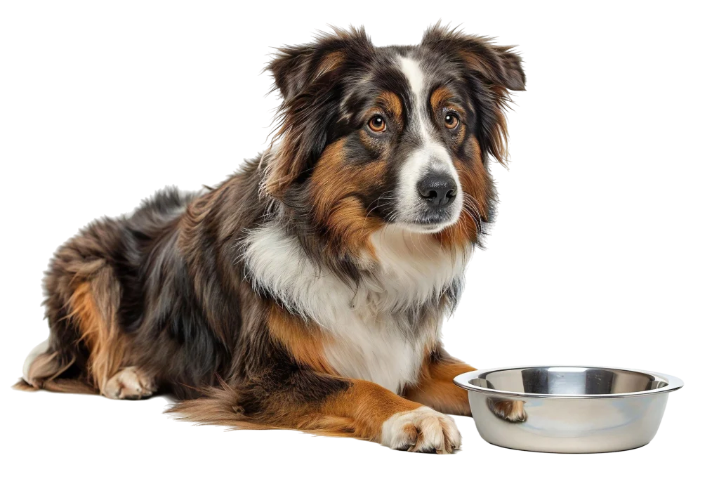 Gyvūnų maistas, nuotrauka