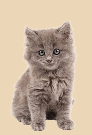 Šunų prekės, kategorijos nuotrauka