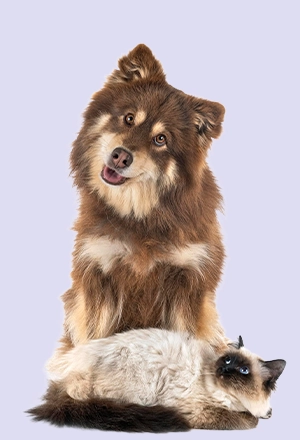 Šunų prekės, kategorijos nuotrauka