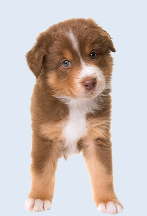 Šunų prekės, kategorijos nuotrauka